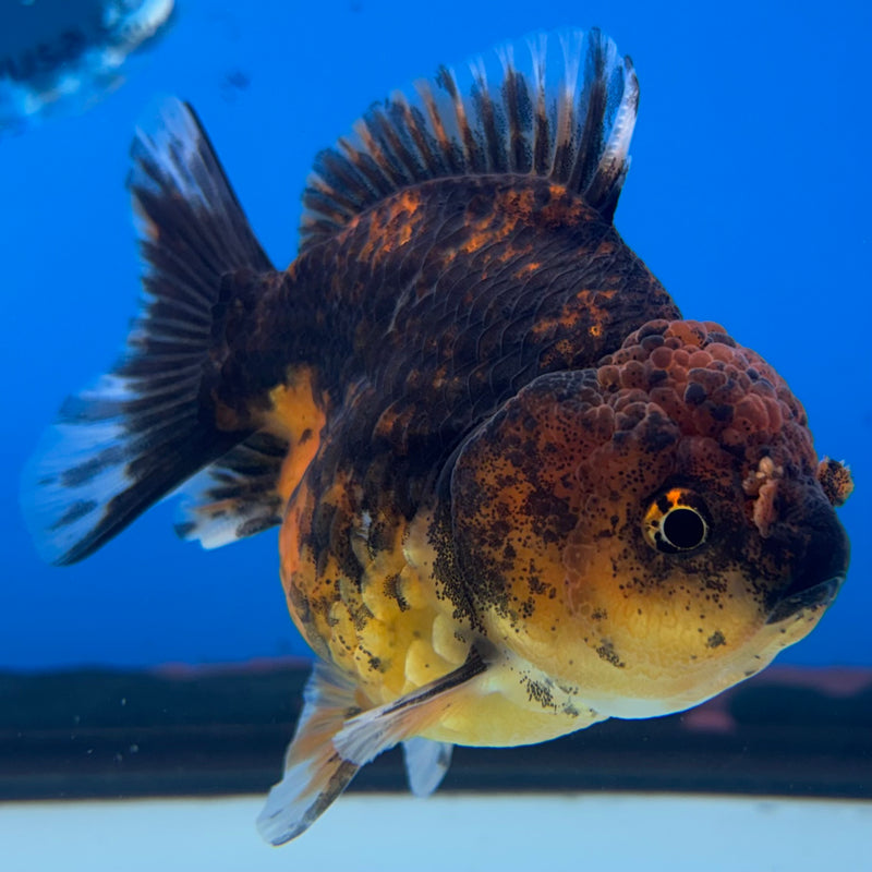 Thai Oranda SHOGUN 3” Body Female(CK-1142)R3A15