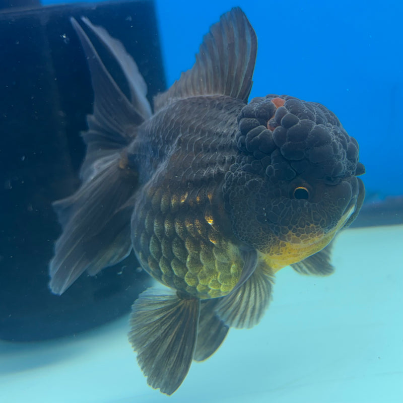 Thai Oranda Full Black 3” Body Female(CK-964)R3B12
