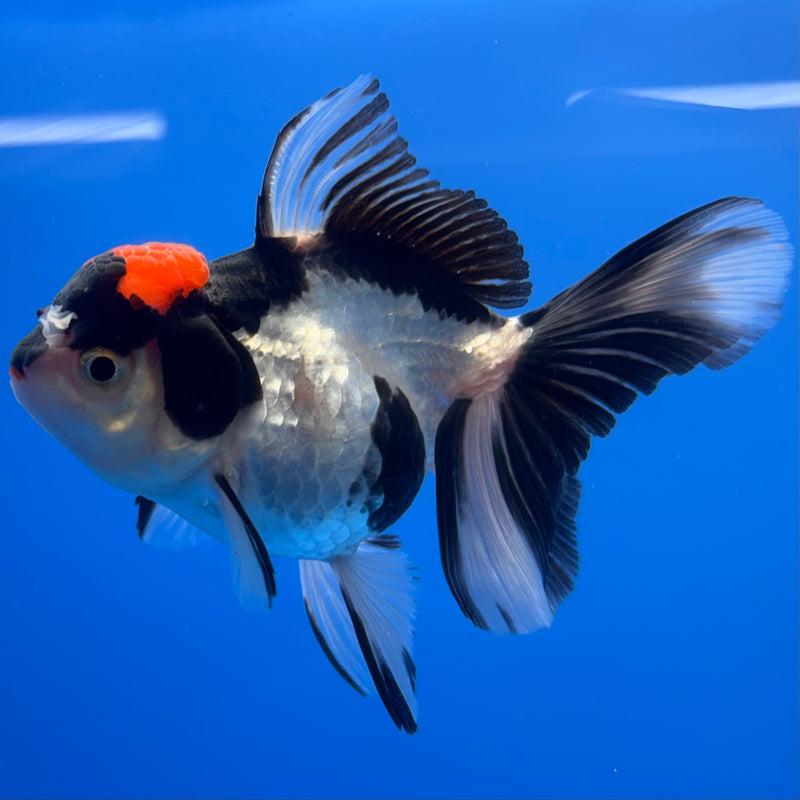 Thai Oranda Tri-Color 2.5” Body Female(CK-1248)R3B09