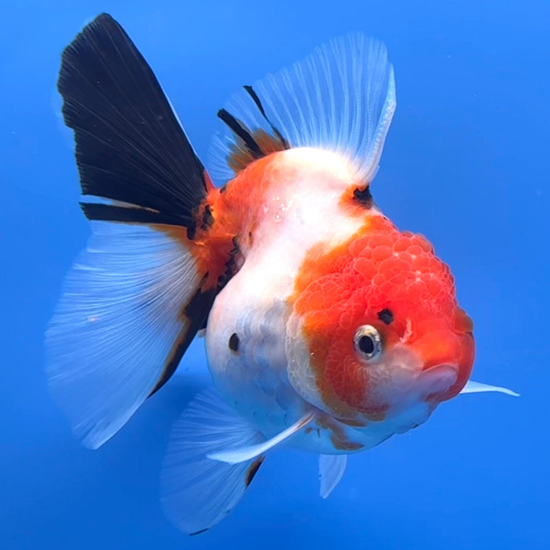 Thai Oranda Tri-Color Tiger Calico 3” Body Female(CK-622)R1B02