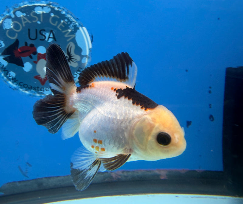 Thai Oranda Lemonhead Tri-Color 2.5” Female (FEB-273)R3A09