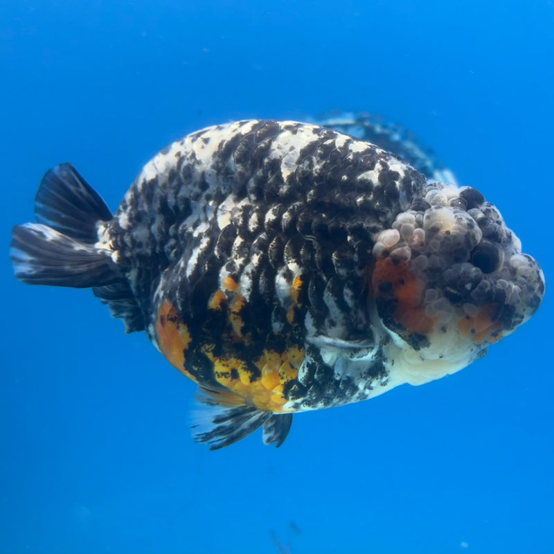 Thai Ranchu Calico 4” Body Male(CK-1213)BLUETUB1