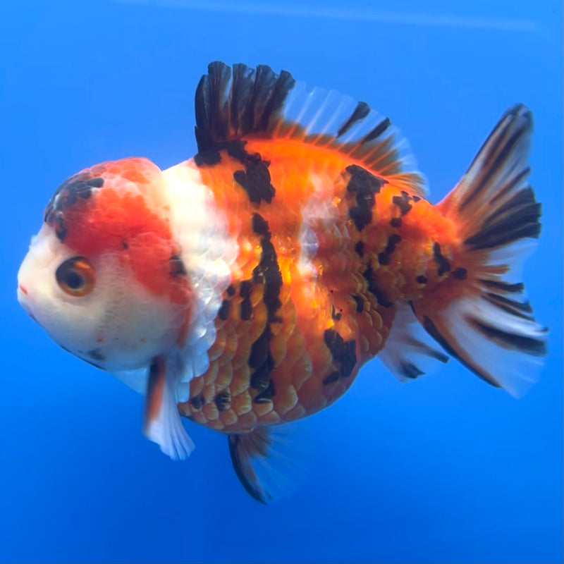Thai Premium Oranda Yuanbao Tri-Color Calico Tiger 4” Body Male(CK-759)R1BlueTub4