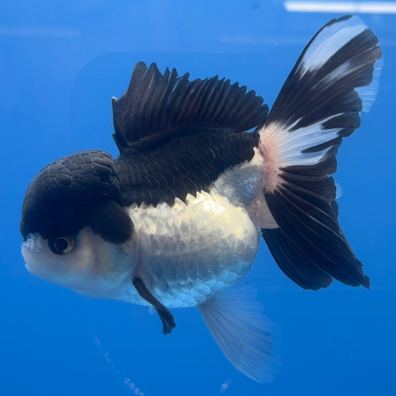 Thai Oranda Panda 3” Body Female(CK-668)R1B08