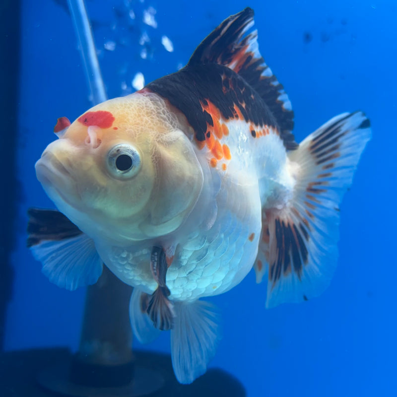 Thai Oranda Apache/Tri-Color 3” Body Male(CK-838)R3A14