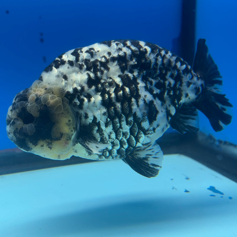 Thai Ranchu JUMBO Granite Calico 4.5” Body Male(BIN-CK-1049)SHOWTANK2
