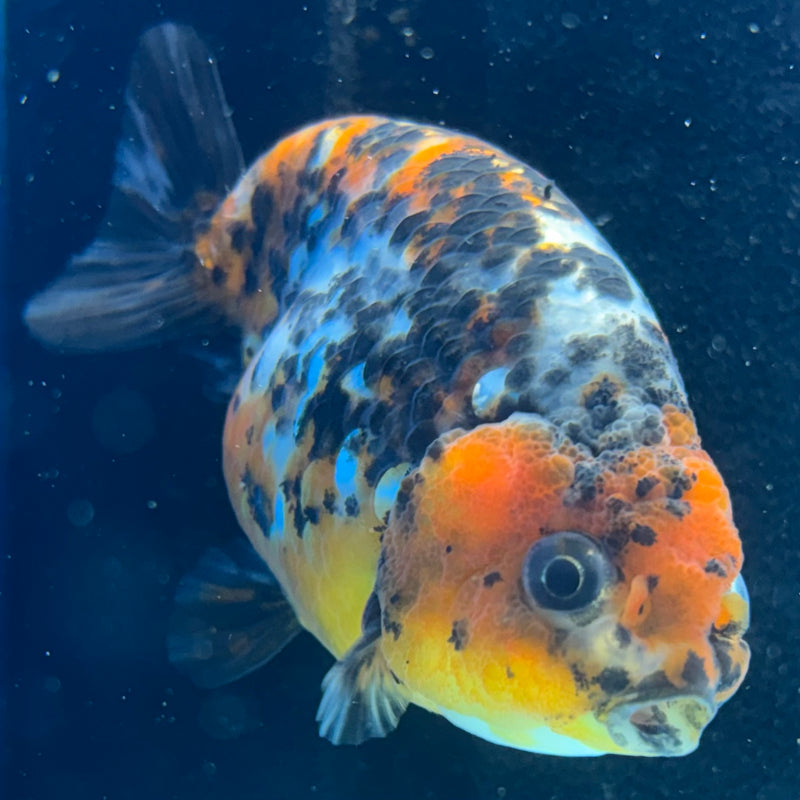 Thai Ranchu Calico 3” Body Female(CK-1393)R1A09