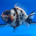 Thai Oranda Tri-Color Tiger 4" Male(NKT-CK-1568)BLUETUB-B