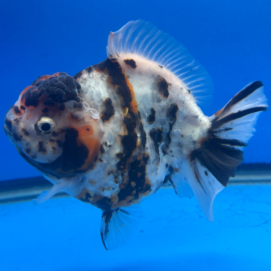 Thai Oranda Tri-Color Tiger 4" Male(NKT-CK-1568)BLUETUB-B