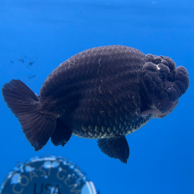 Thai Ranchu SPECIAL COLOR Apache 3.5” Body Male(CK-1111)R1A04