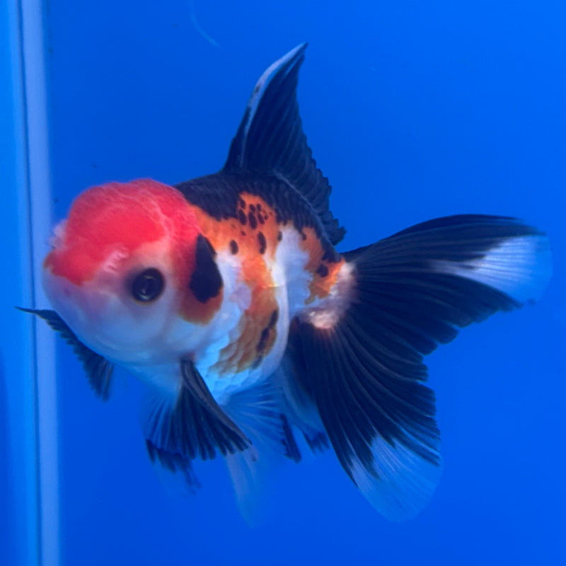 Thai Oranda Apache/Tri-Color 2.5” Body Male(CK-1240)R3B10