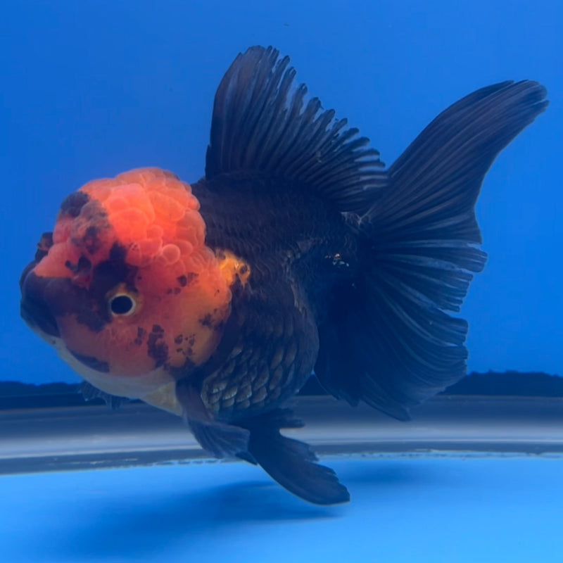 Thai Oranda Apache 3” Body Female(CK-660)R1B11