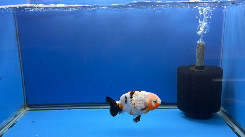Chinese Ranchu Tri-Color Sakura 3.5in Female (FEB-310)R2A06