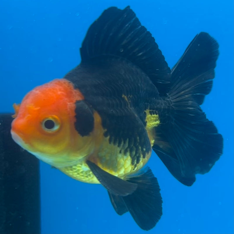 Thai Oranda Apache 2.5” Body Male(CK-1422)R3B19