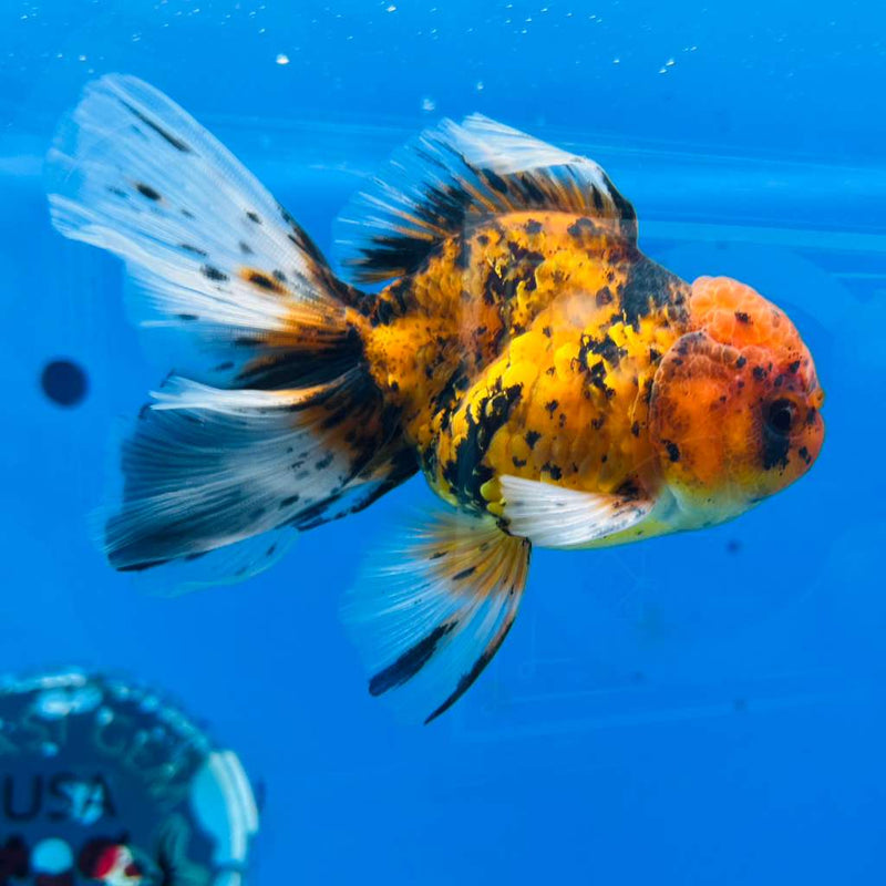 (KP-219) Thai Fancy Tiger Calico Oranda 3'' Male R3B23
