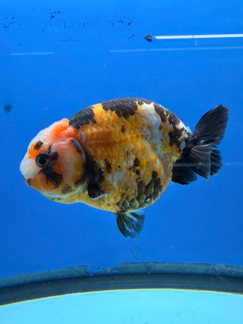 Chinese Ranchu Tiger Calico 4in Female (FEB-278)BLUETUBC
