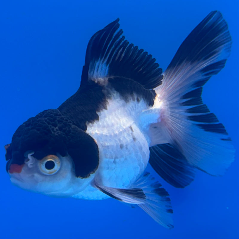 Thai Oranda Panda 2.5” Body Male(CK-1242)R3B10