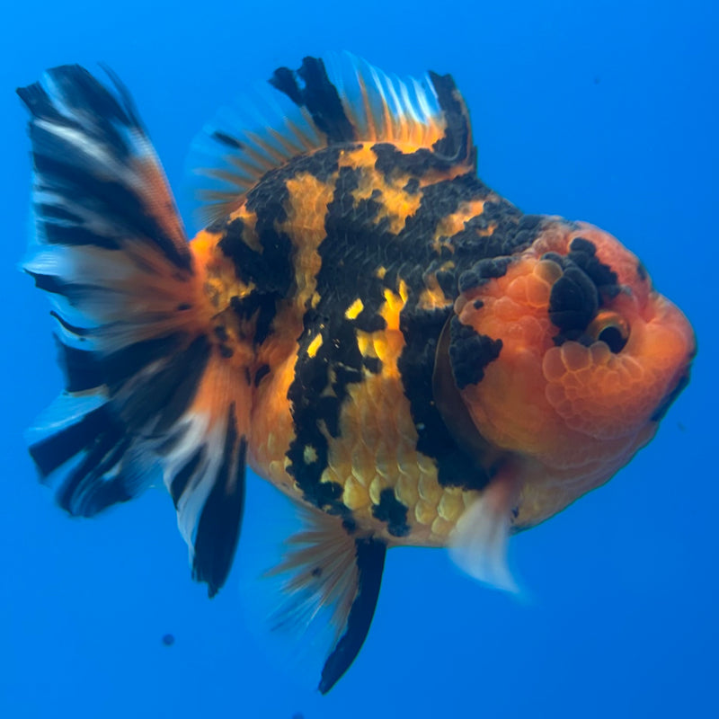 Thai Oranda Tiger Calico 3” Body Female(BIN-CK-1059)SHOWTANK2
