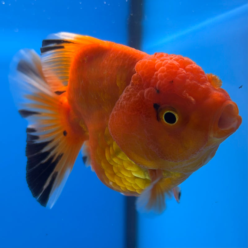 Thai Oranda SHOGUN 3” Body Female(CK-1152)R3A11