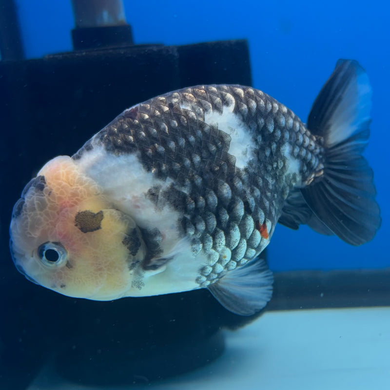 Thai Ranchu Lemon Head Dark Calico 3.5" Body Male(CK-895)R1A11