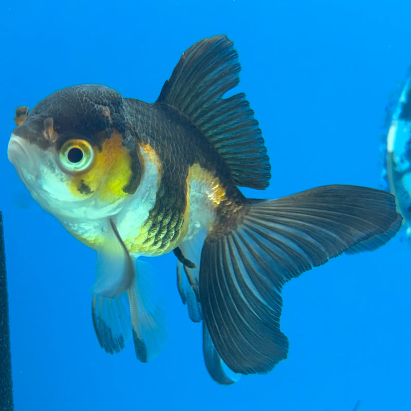 Thai Oranda Tri-Color/Apache 2” Body Female(CK-1137)R3A14