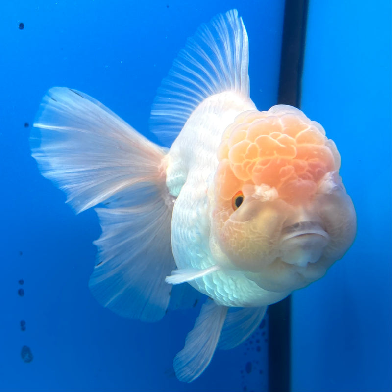 Thai Jumbo Oranda Lemon Head White 4.5” Body Female(CRP-CK-1083)BLUETUB2