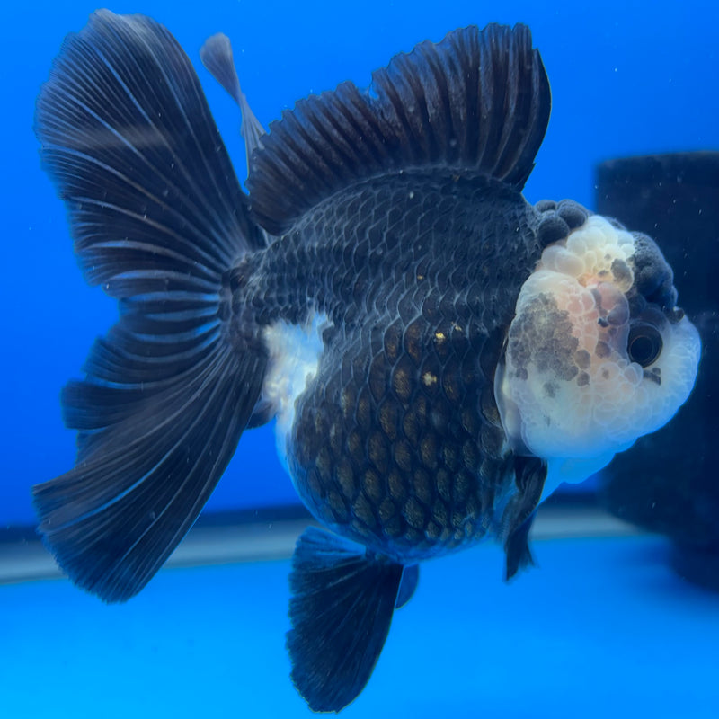 Thai Oranda JUMBO Panda 3.5” Body Female(CK-1373)R1B12