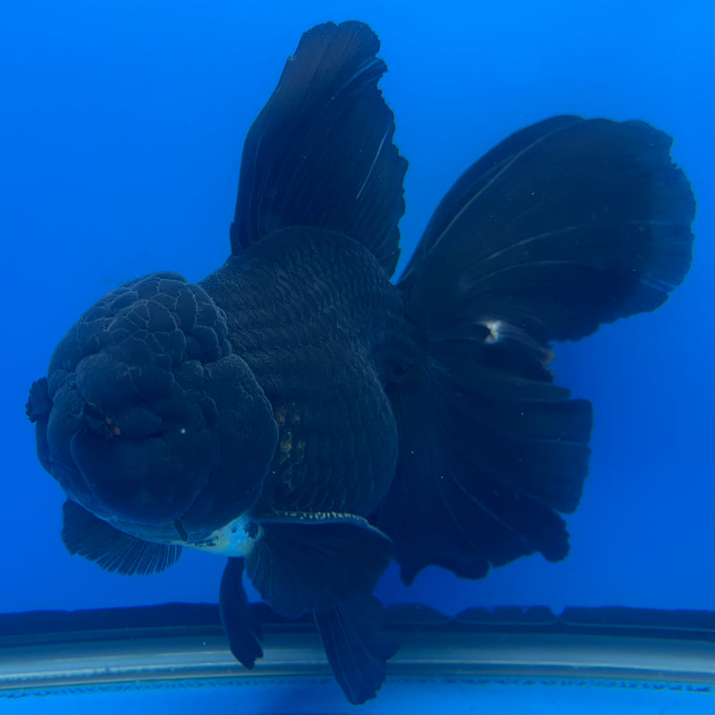 Thai Oranda Full Black 4” Body Male(CK-821)R1A09