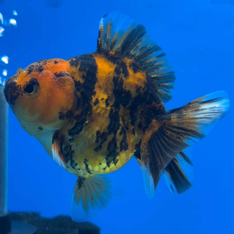 Thai Oranda Calico Tiger Yuanbao by SHOGUN 3” Body Female(CK-1170)R3A06