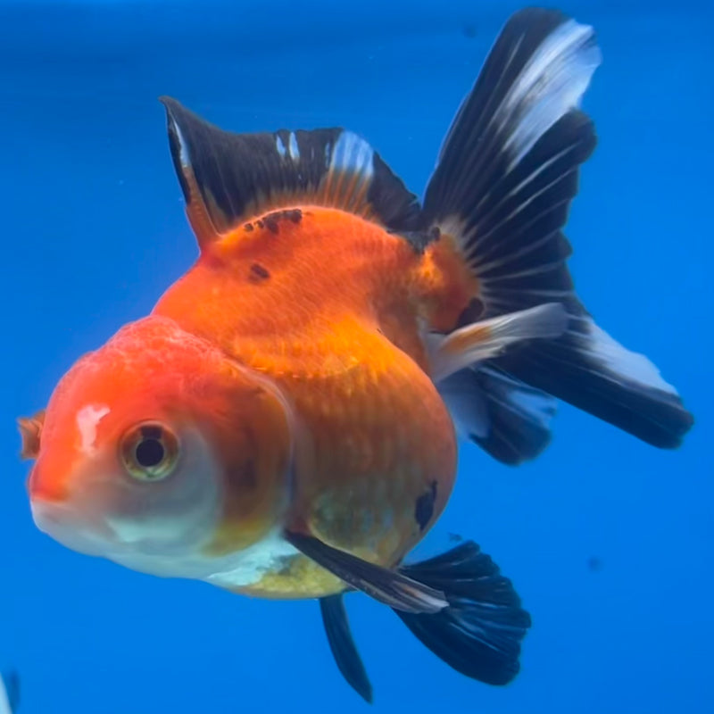 Thai Oranda Apache 2.5” Body Male(CK-1423)R3B19