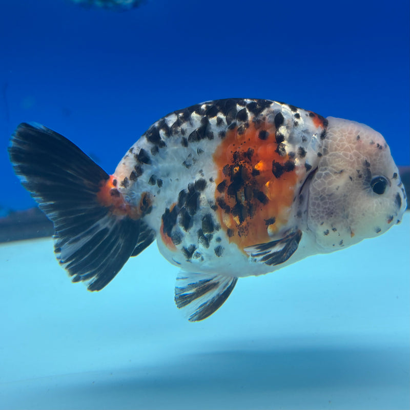 Thai Ranchu Tri-Color Calico 3.5" Body Male(CK-896)R1A12