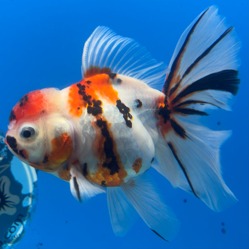 Thai Oranda Tri-Color Tiger Calico 3.5” Female(BIN-CK-1066)SHOWTANK2