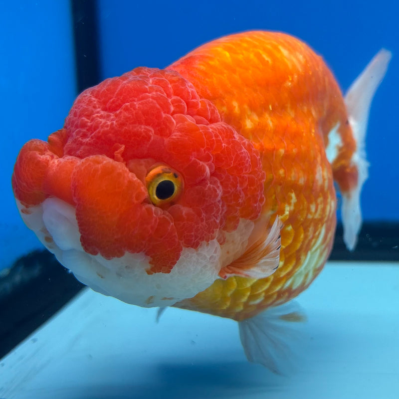 Thai Ranchu JUMBO Red/White 4.5” Body Female(CK-1452)SHOWTANK2