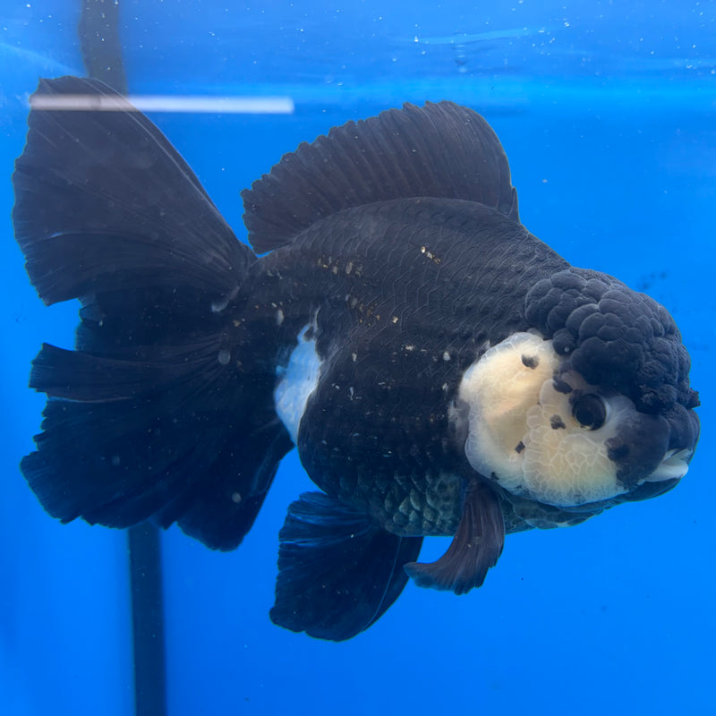 Thai Oranda Panda 4.5” Body Female(CK-1491)R2B20