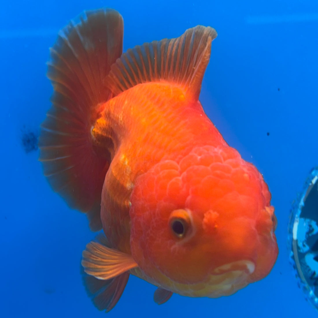 Thai Oranda JUMBO Full Red 4” Body Male(CK-1473)R2B15