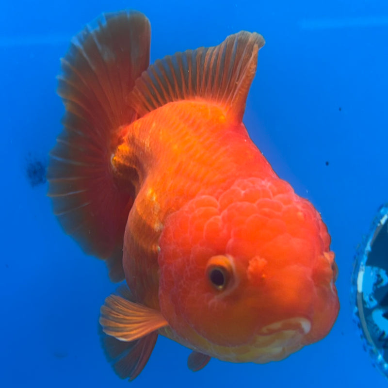 Thai Oranda JUMBO Full Red 4” Body Male(CK-1473)R2B15