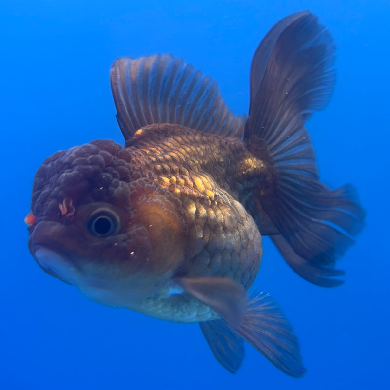 Thai Oranda Full Black/Red Cap 2.5” Body Female(CK-999)R3B20