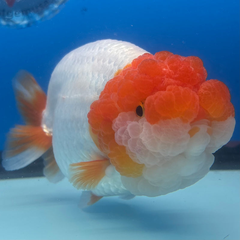 Thai Ranchu JUMBO Red/White 4.5” Body Male(CK-1453)SHOWTANK2