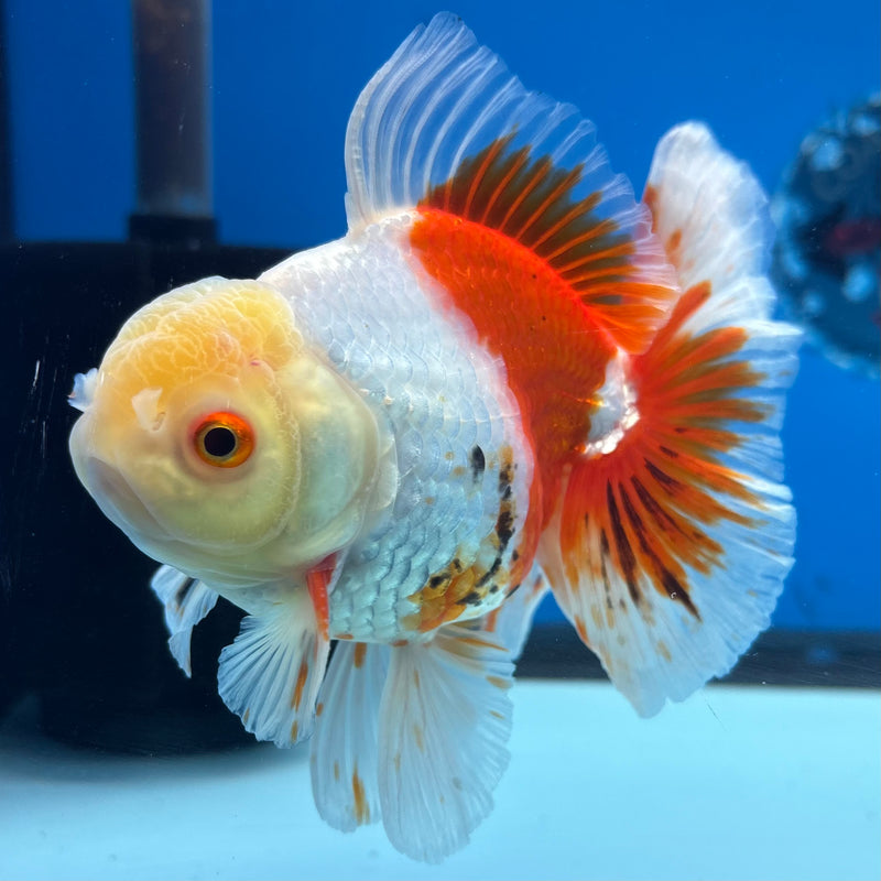 Thai Oranda Lemon Head Tri-Color 3.5” Body Male(QGF-CK-1073)SHOWTANK
