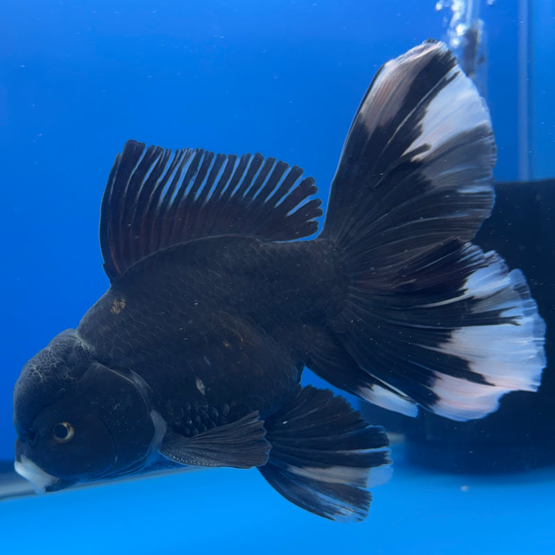 Thai Oranda JUMBO Panda 4.5” Body Male(QGF-CK-1333)BLUETUB1