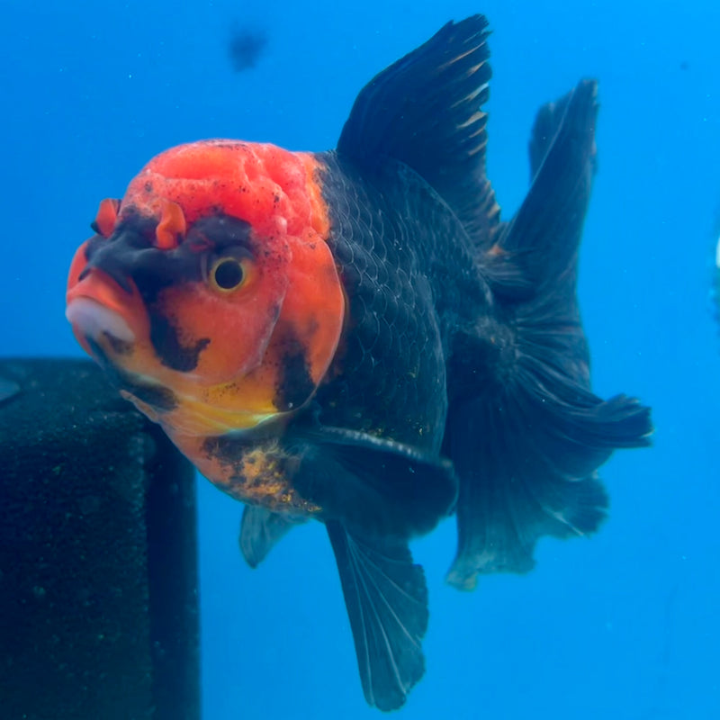 Thai Oranda Black Body Red Cap/Apache 3.5” Body Male(CK-1102)SHOWTANK2