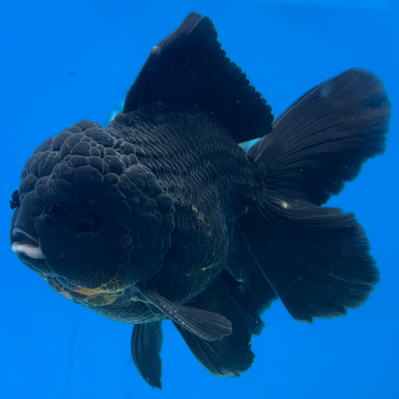 Thai Oranda Black Body Red Cap 3” Body Male(CK-1510)R2A04