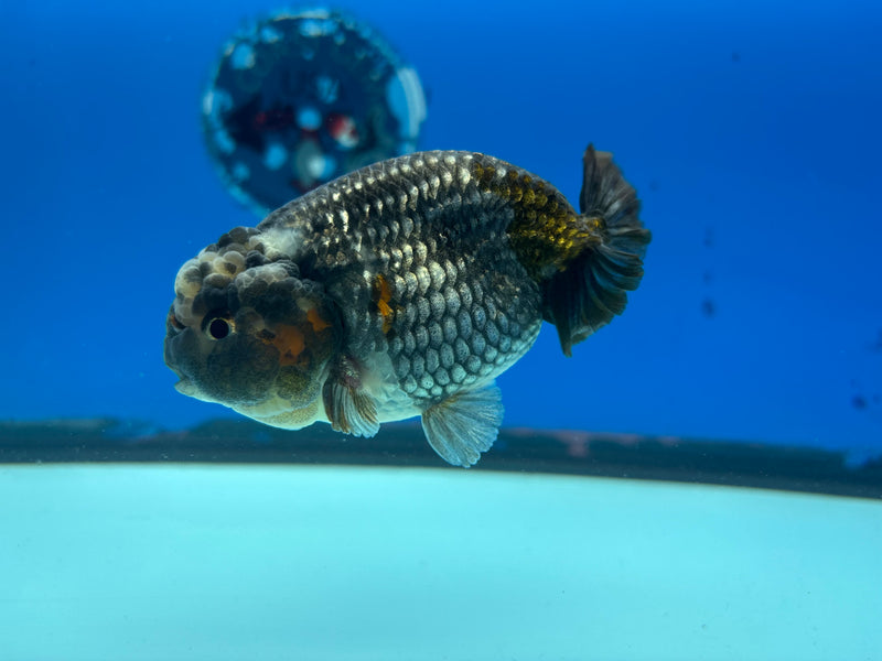 Thai Ranchu Steel Blue 3.5" Body Male(CK-897)R1A12