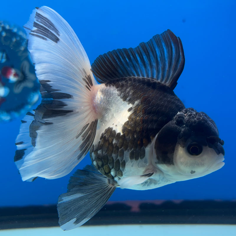 Thai Oranda Panda 3” Body Male(CK-1404)R1B09