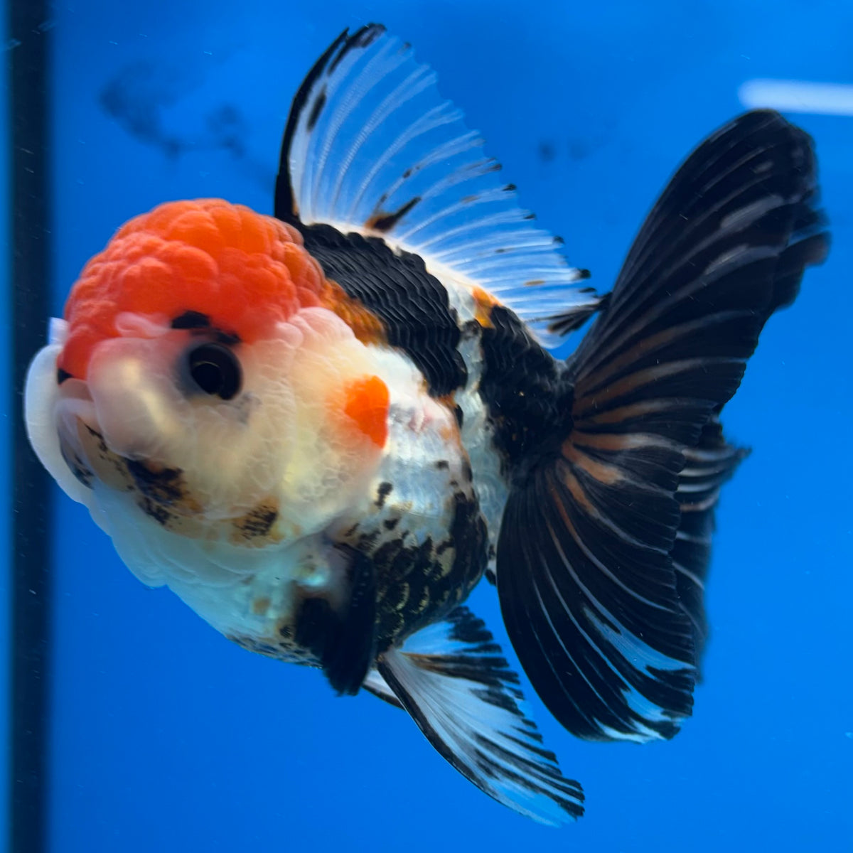 Thai Oranda Tri-Color 3” Male(CK-1625)R2A07