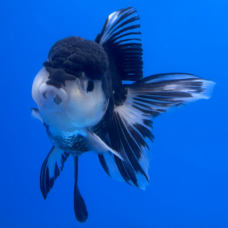 Thai Oranda JUMBO Panda 4” Body Female(CK-1370)R1B12