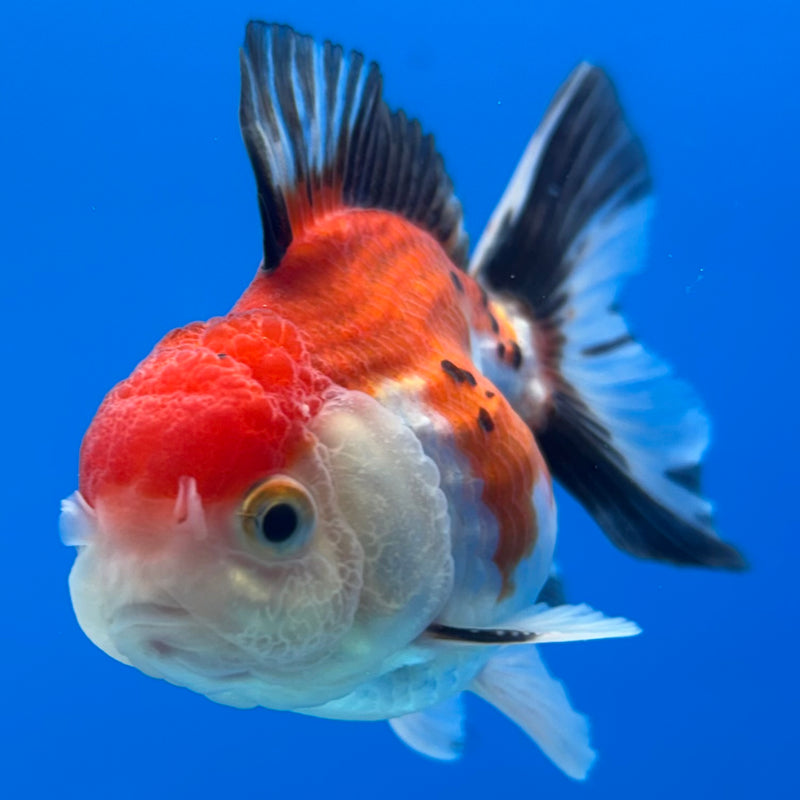 Thai Oranda NOK Apache/Tri-Color 2.5” Body Male(NOK-CK-1178)R3B16