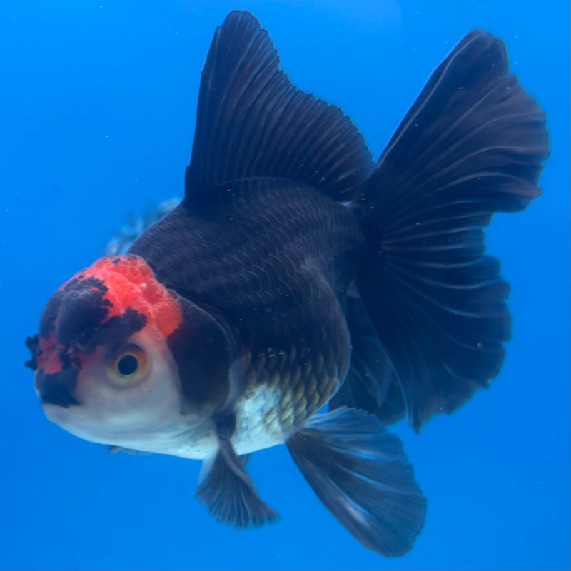 Thai Oranda Tri-Color 3” Body Male(CK-1416)R3A11