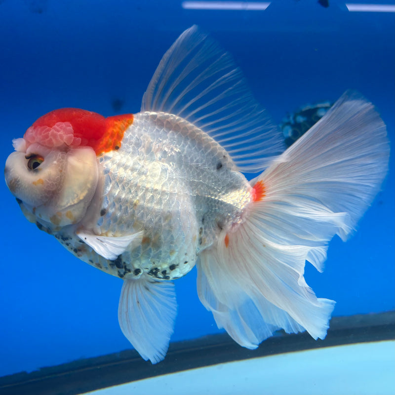 Thai Oranda Tri-Color 4” Body Female(CK-1493)R2B20