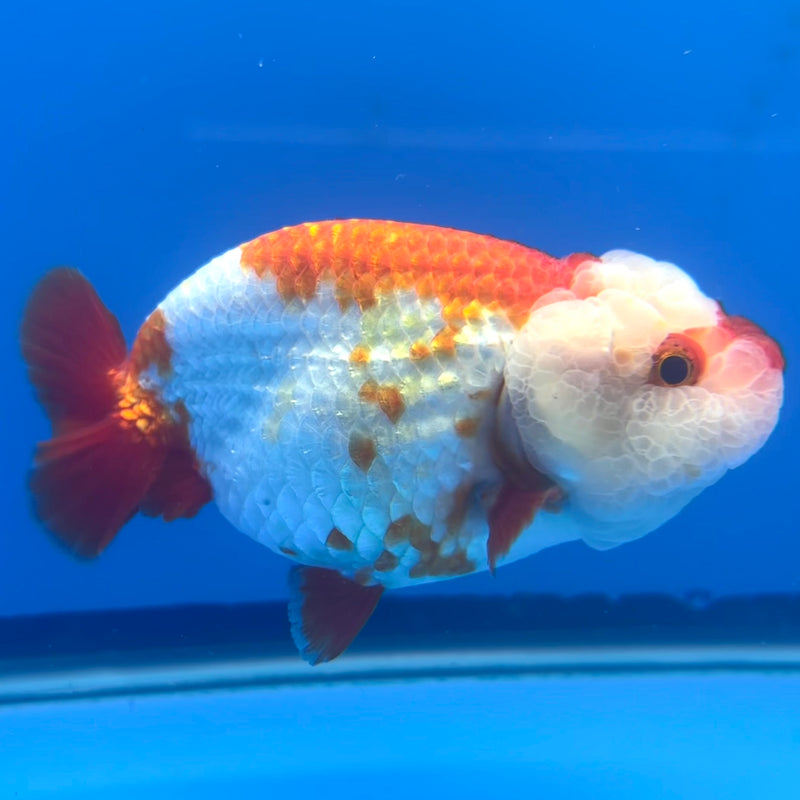 Thai Ranchu Red/White 3.5” Body Male(CK-787)R3A14